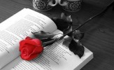 NiX-rose NiX-rose